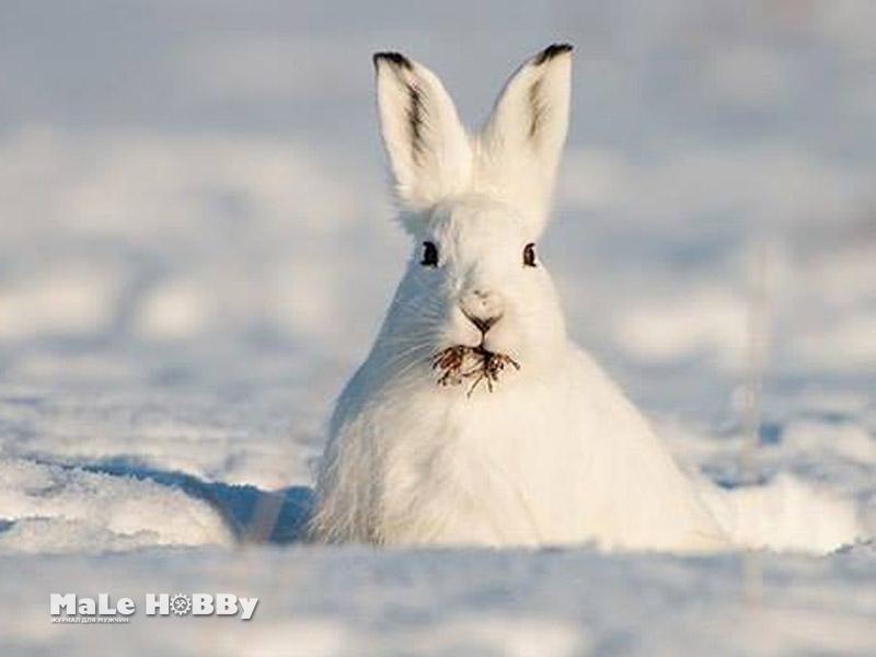 Арктический заяц фото