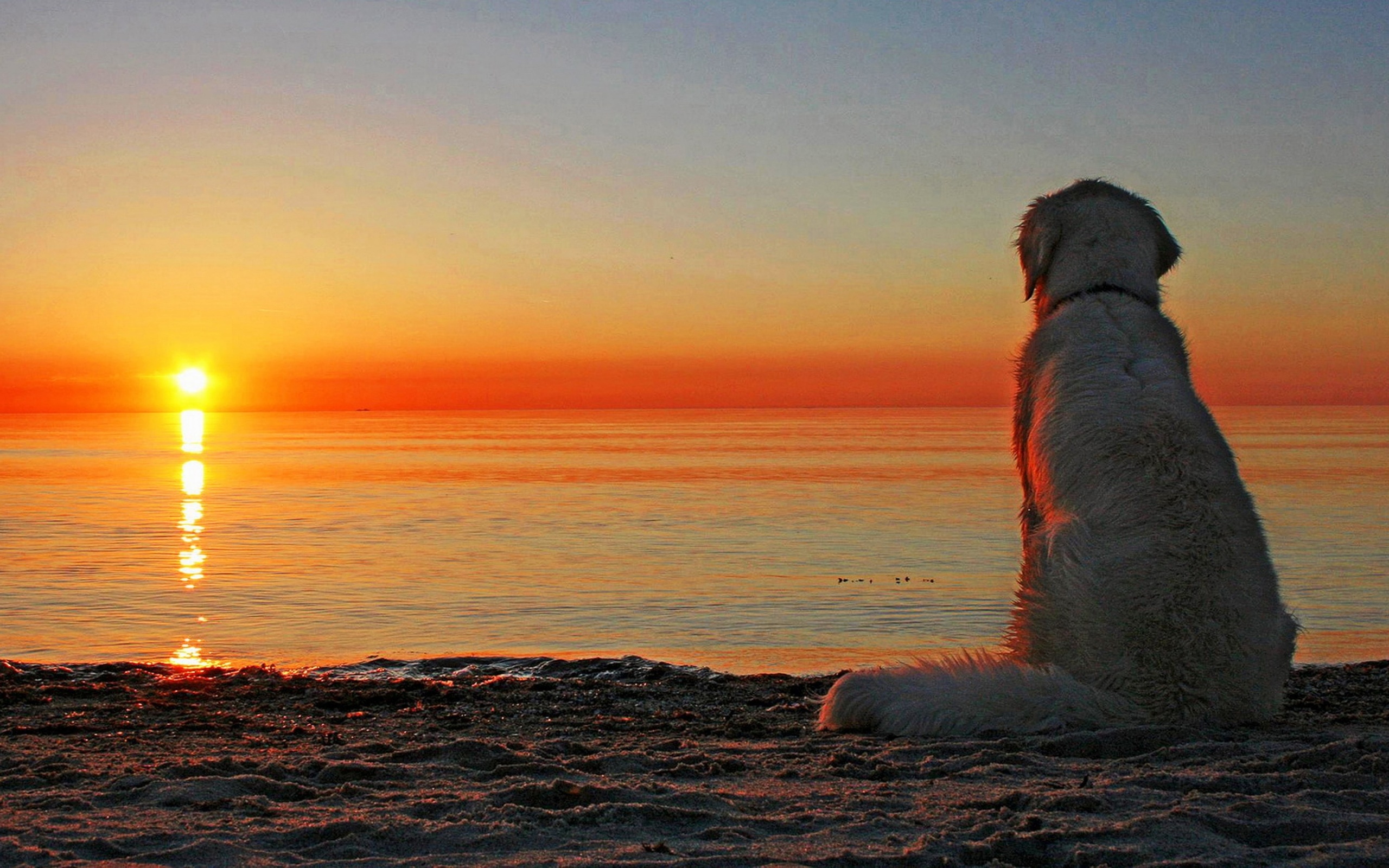 природа животные собака закат nature animals dog sunset без смс