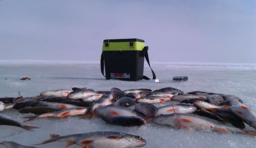 Зимняя рыбалка на Чудском озере 2018