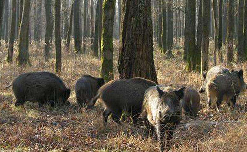 Охота на кабана в Пензенской области 2015