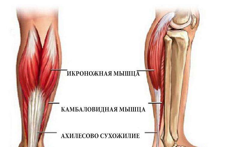 Как накачать мышцы ног