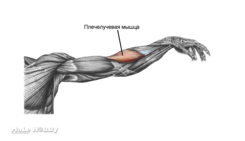 Как накачать плечелучевую мышцу