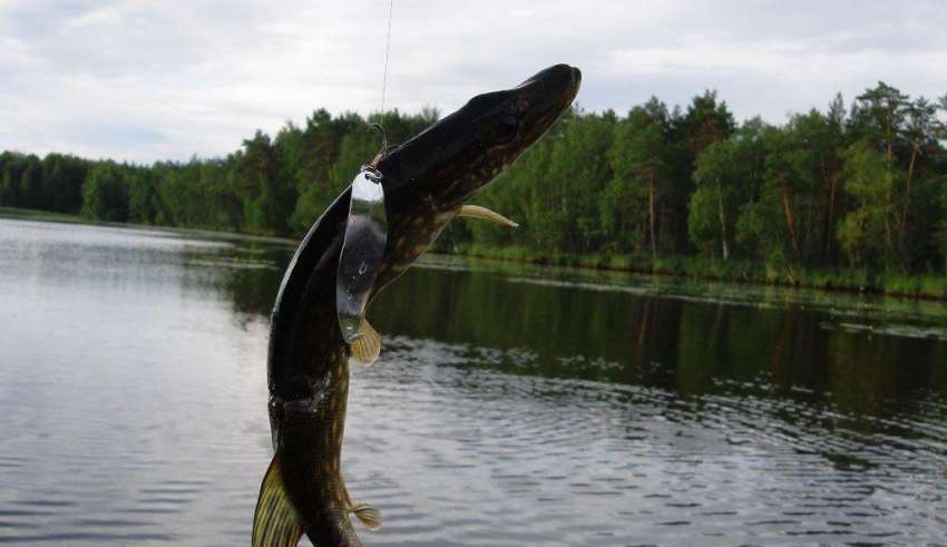 Рыбалка в Карелии в 2016 году