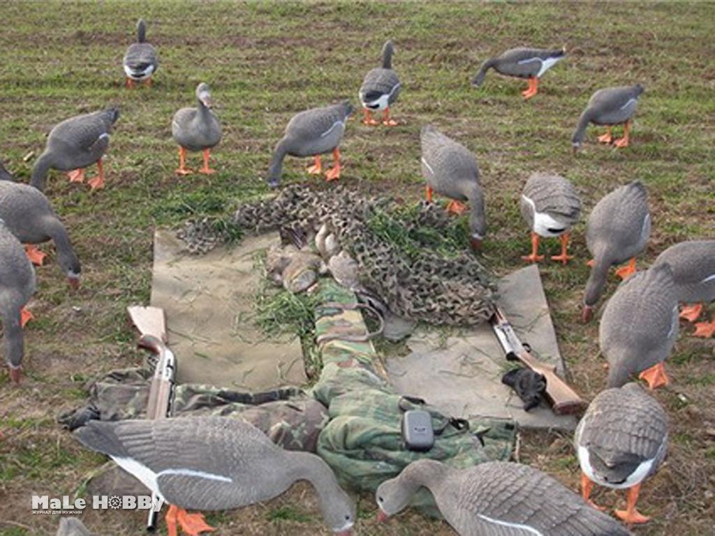 Расстановка гусей на поле чучел весной схема