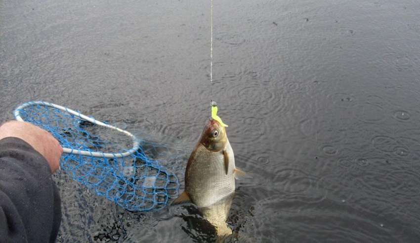 Рыбалка в Барнауле и его окрестностях
