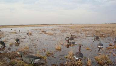Охота на гуся в Рязани и Рязанской области 2017