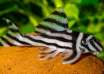 hypancistrus zebra pleco